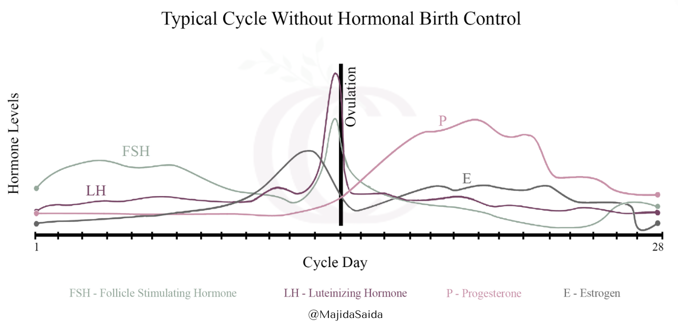 Healthy Menstrual Cycle Hormone Flow